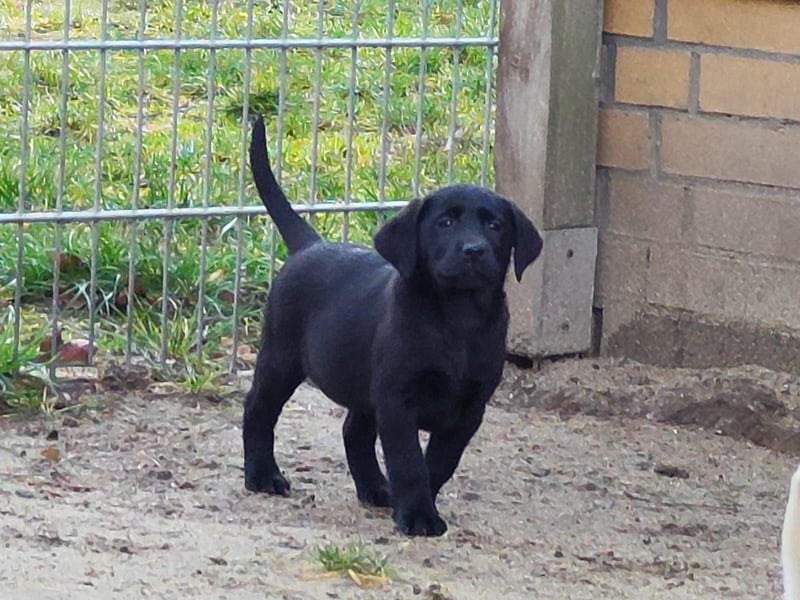 Wir haben ab 05.04. Reinrassige Labrador Welpen abzugeben