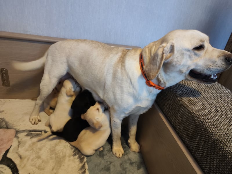 Wir haben ab 05.04. Reinrassige Labrador Welpen abzugeben