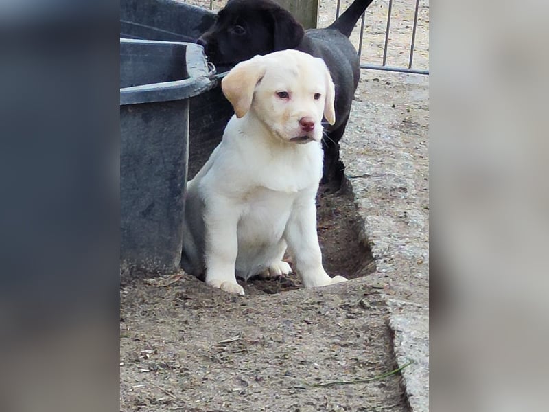 Wir haben ab 05.04. Reinrassige Labrador Welpen abzugeben