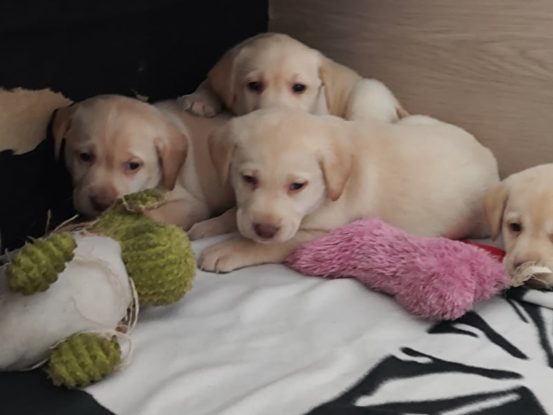 Wir haben ab 05.04. Reinrassige Labrador Welpen abzugeben