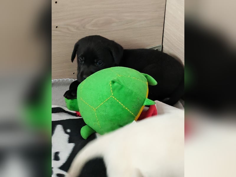 Wir haben ab 05.04. Reinrassige Labrador Welpen abzugeben