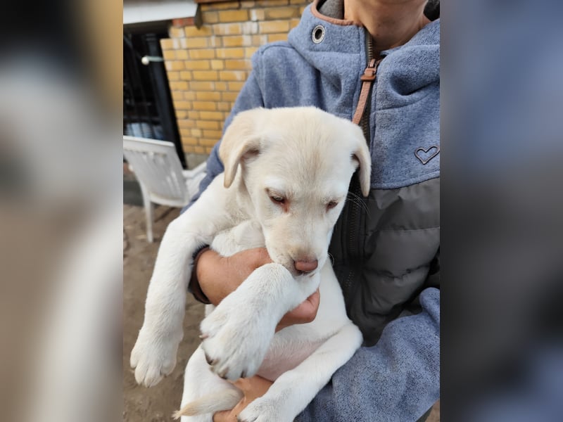 Wir haben ab 05.04. Reinrassige Labrador Welpen abzugeben