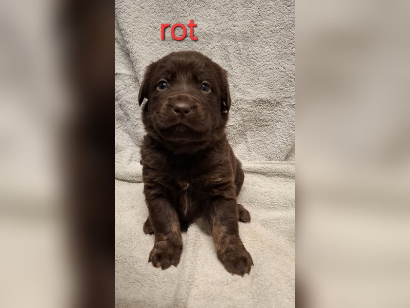 Aussiedor Welpen, Australian Shepherd x Labrador