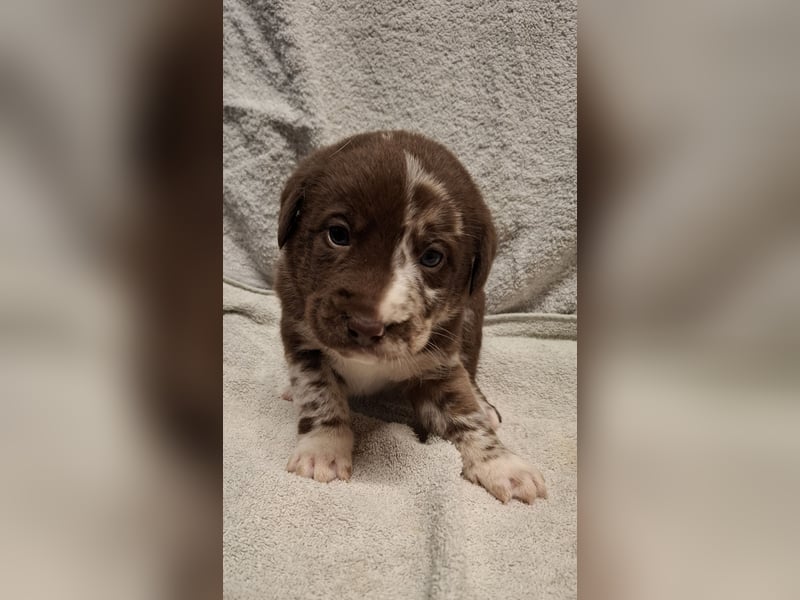 Aussiedor Welpen, Australian Shepherd x Labrador