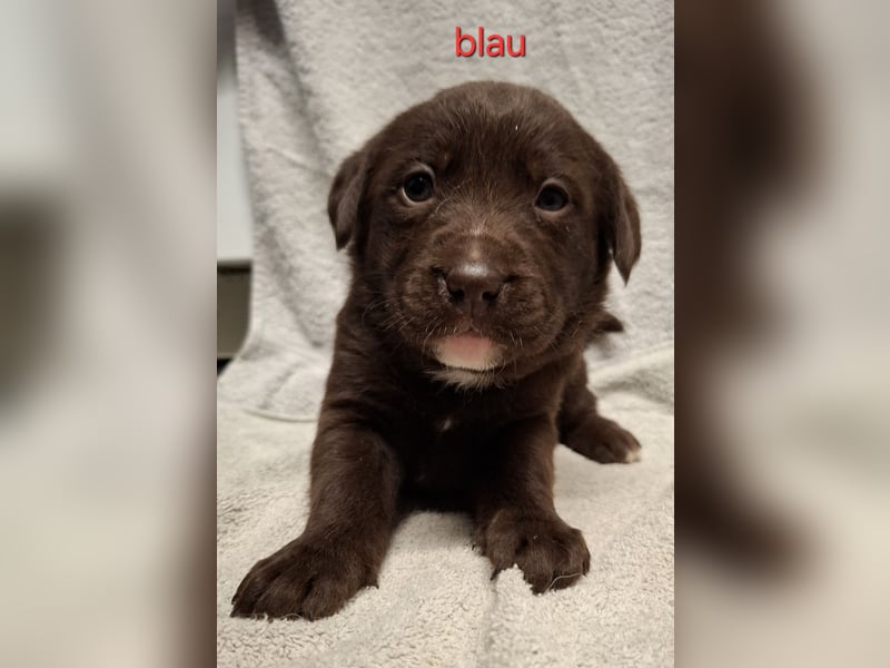 Aussiedor Welpen, Australian Shepherd x Labrador