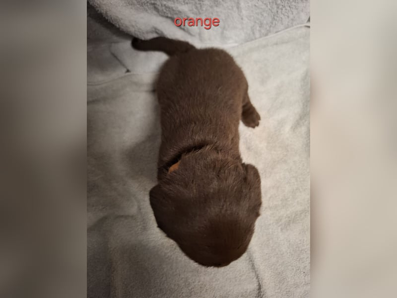 Aussiedor Welpen, Australian Shepherd x Labrador