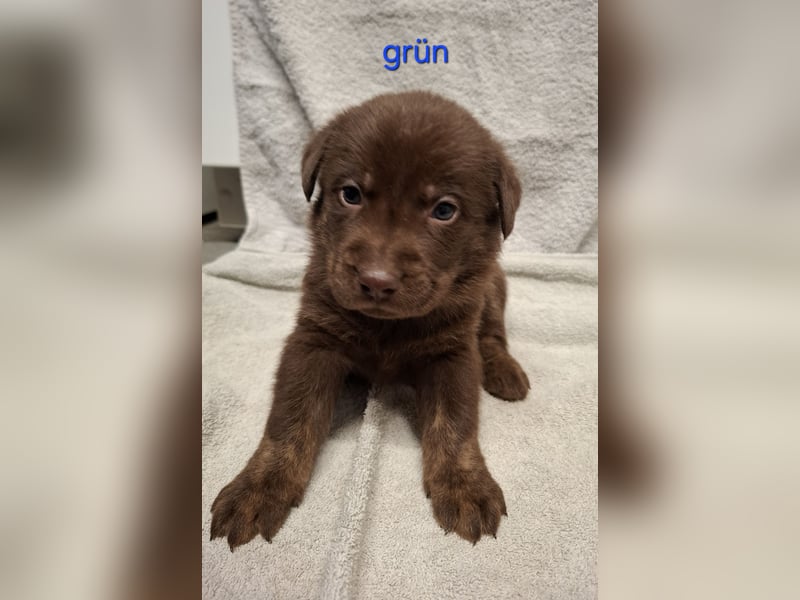 Aussiedor Welpen, Australian Shepherd x Labrador