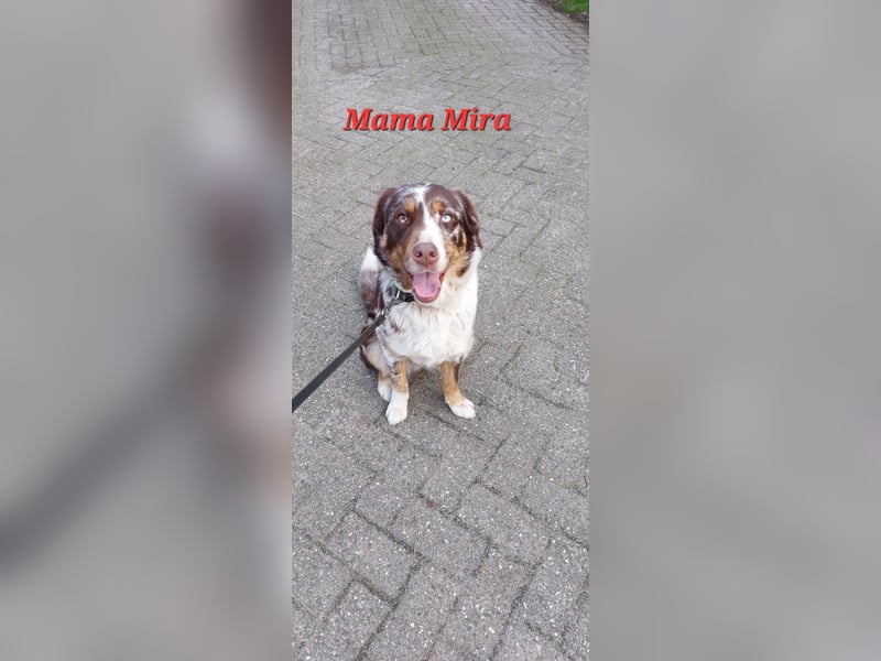 Aussiedor Welpen, Australian Shepherd x Labrador