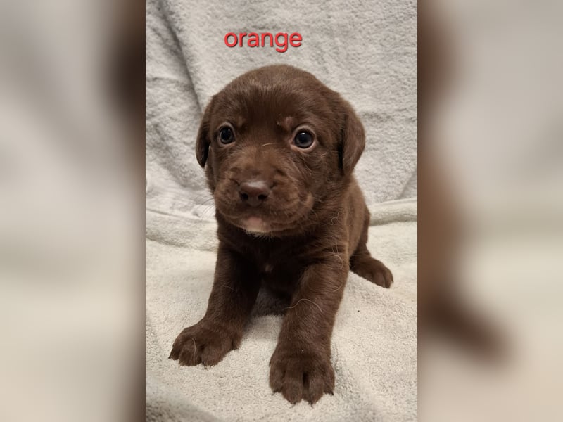 Aussiedor Welpen, Australian Shepherd x Labrador