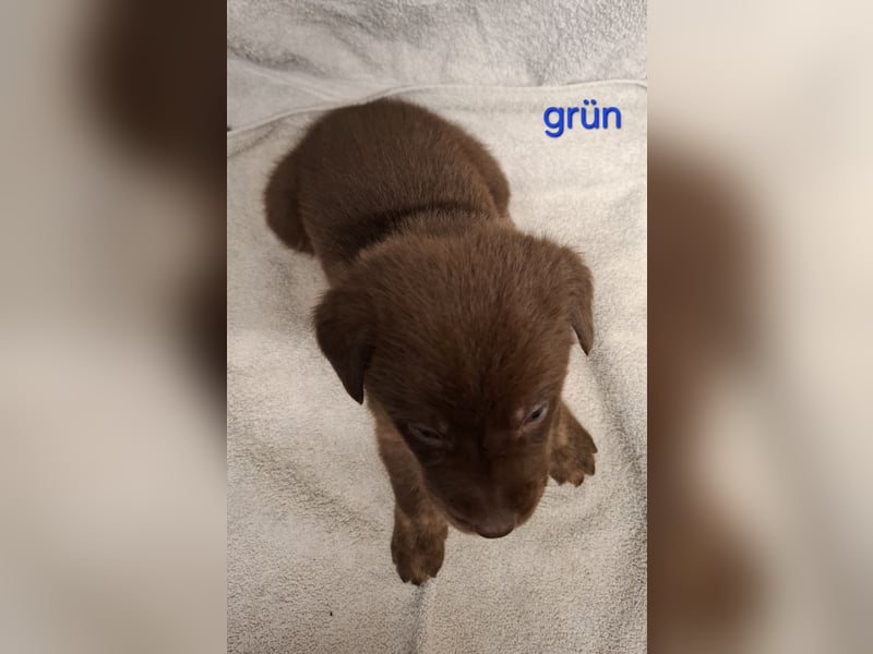 Aussiedor Welpen, Australian Shepherd x Labrador
