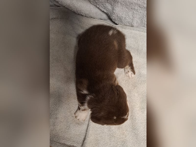 Aussiedor Welpen, Australian Shepherd x Labrador