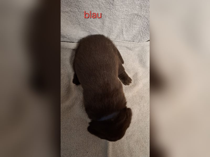Aussiedor Welpen, Australian Shepherd x Labrador