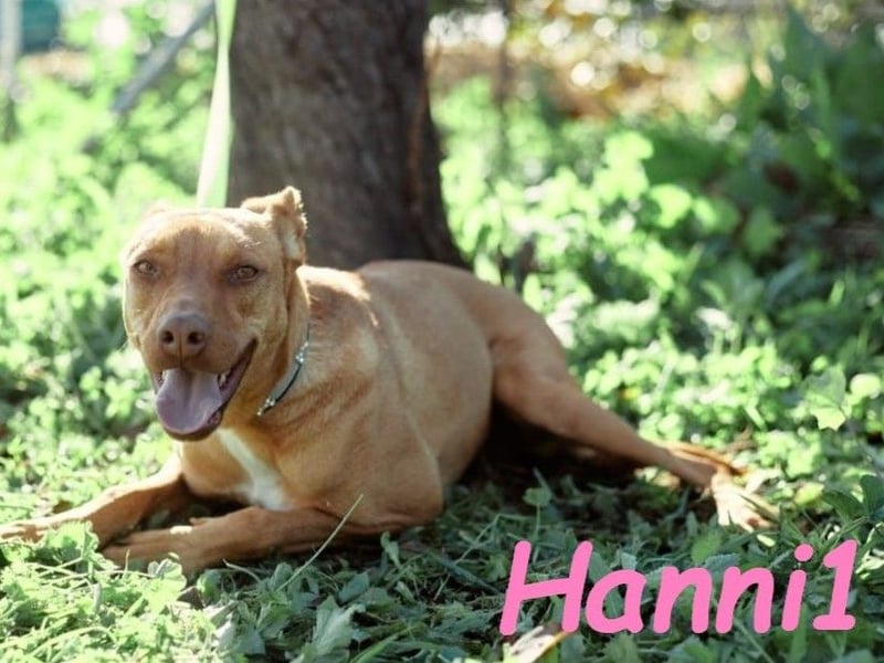 Hanni1 10/2021 (ESP) - anhängliche, gesellige und fröhliche Labrador-Podenco-Mix Hündin!