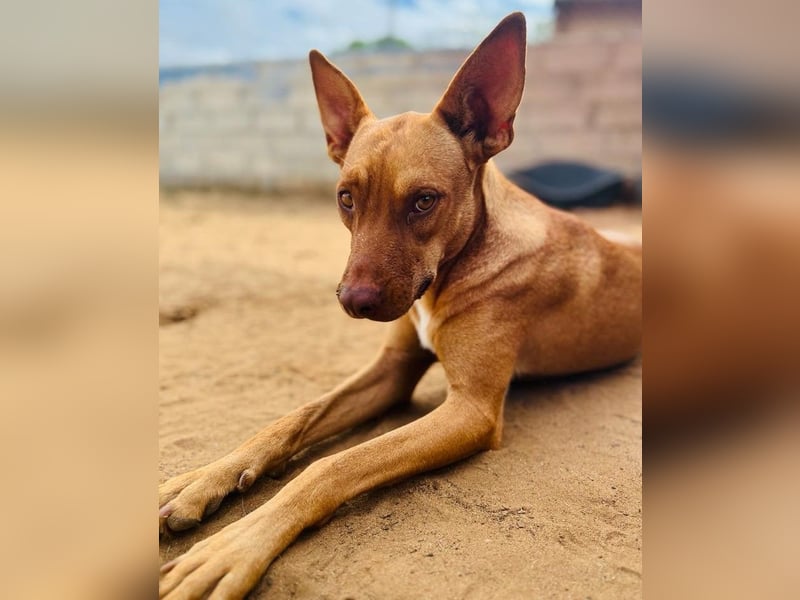Hanni1 geb. 10/2021 (ESP) - anhängliche, gesellige und fröhliche Labrador-Podenco-Mix Hündin!