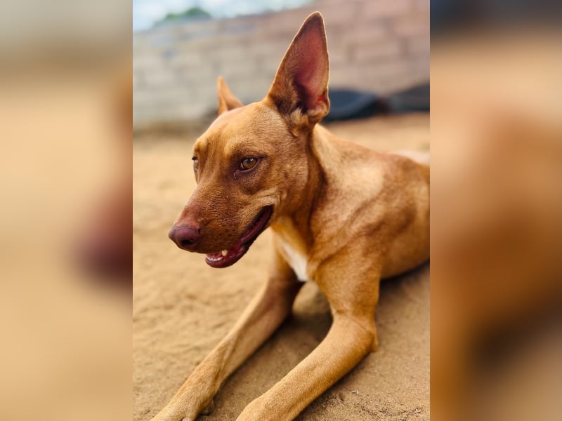 Hanni1 10/2021 (ESP) - anhängliche, gesellige und fröhliche Labrador-Podenco-Mix Hündin!