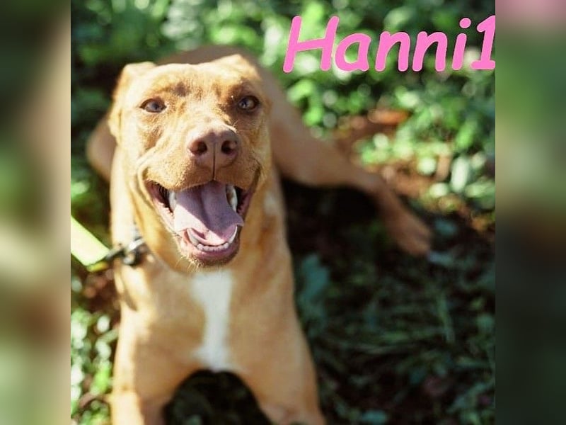 Hanni1 geb. 10/2021 (ESP) - anhängliche, gesellige und fröhliche Labrador-Podenco-Mix Hündin!