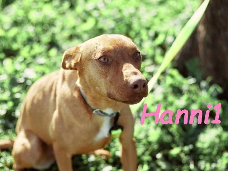 Hanni1 10/2021 (ESP) - anhängliche, gesellige und fröhliche Labrador-Podenco-Mix Hündin!