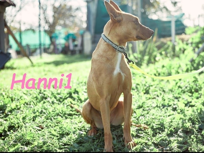 Hanni1 10/2021 (ESP) - anhängliche, gesellige und fröhliche Labrador-Podenco-Mix Hündin!