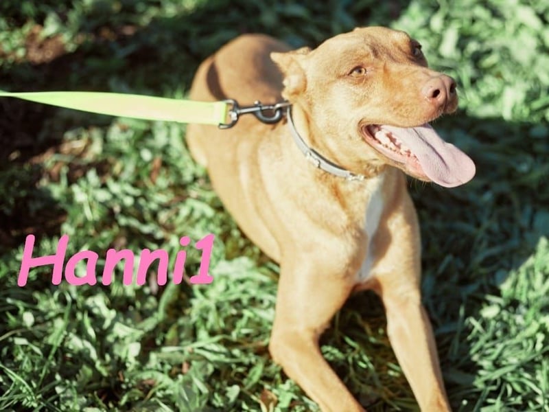 Hanni1 10/2021 (ESP) - anhängliche, gesellige und fröhliche Labrador-Podenco-Mix Hündin!