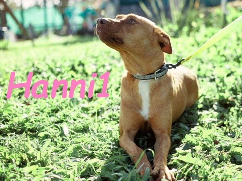 Hanni1 10/2021 (ESP) - anhängliche, gesellige und fröhliche Labrador-Podenco-Mix Hündin!