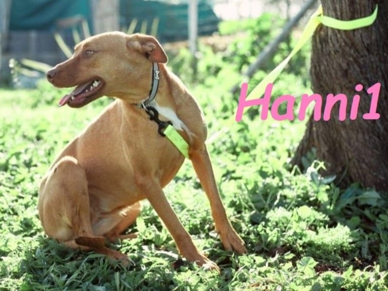 Hanni1 10/2021 (ESP) - anhängliche, gesellige und fröhliche Labrador-Podenco-Mix Hündin!
