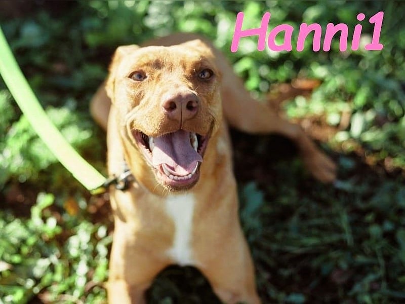 Hanni1 10/2021 (ESP) - anhängliche, gesellige und fröhliche Labrador-Podenco-Mix Hündin!