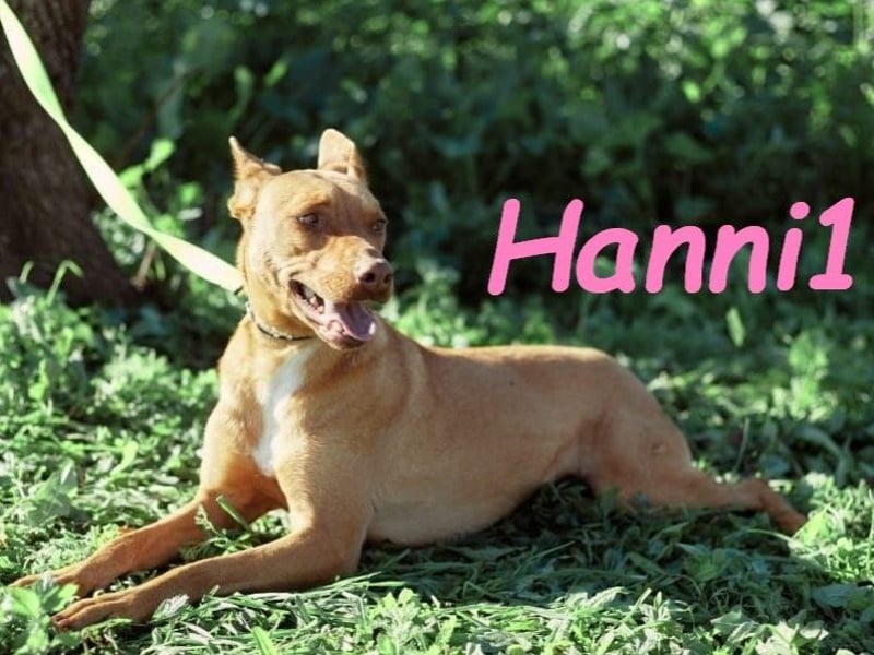 Hanni1 10/2021 (ESP) - anhängliche, gesellige und fröhliche Labrador-Podenco-Mix Hündin!