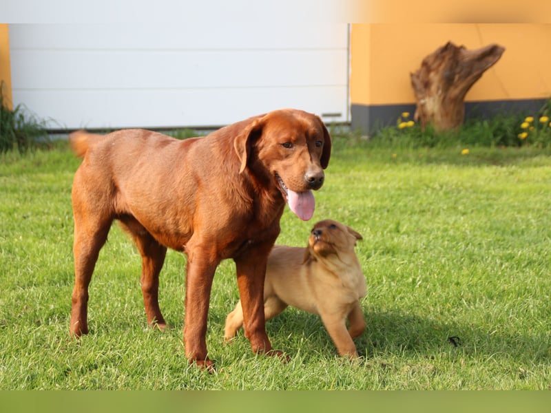Labrador Welpen in foxred mit Ahnentafel