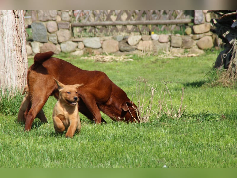 Labrador Welpen in foxred mit Ahnentafel