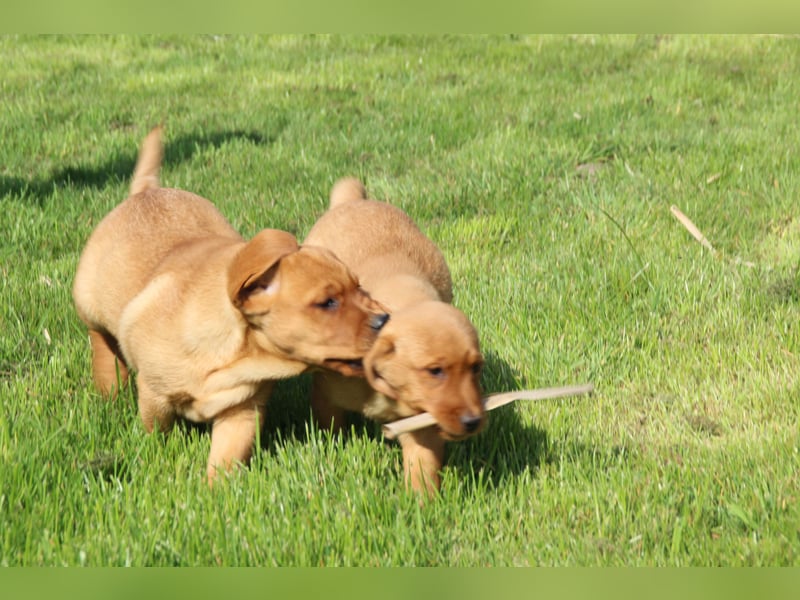 Labrador Welpen in foxred mit Ahnentafel