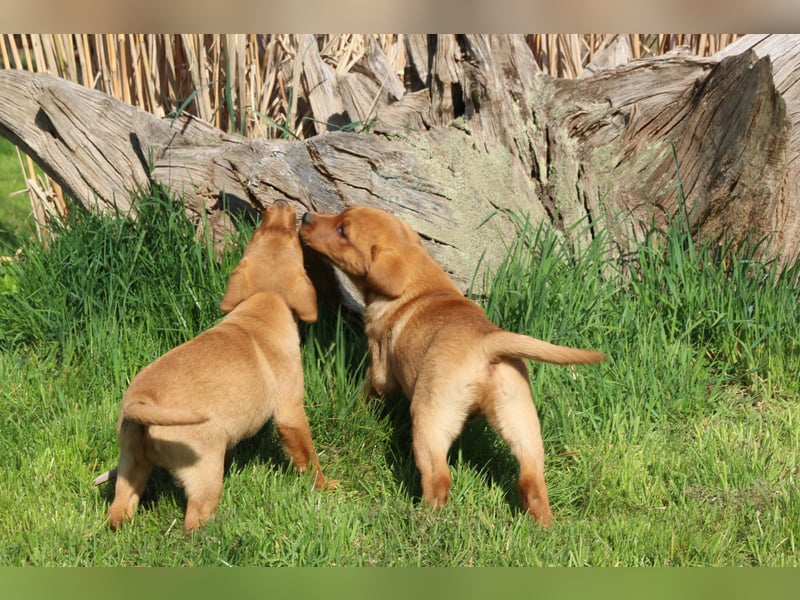 Labrador Welpen in foxred mit Ahnentafel