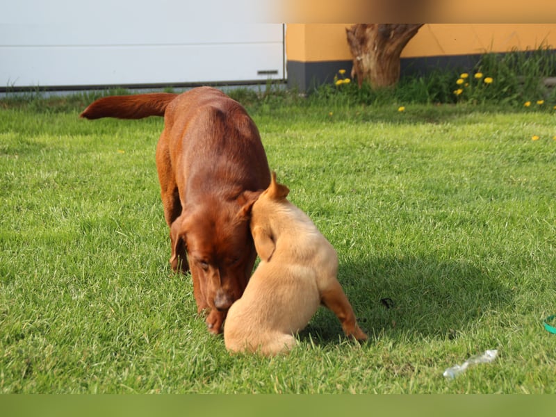 Labrador Welpen in foxred mit Ahnentafel
