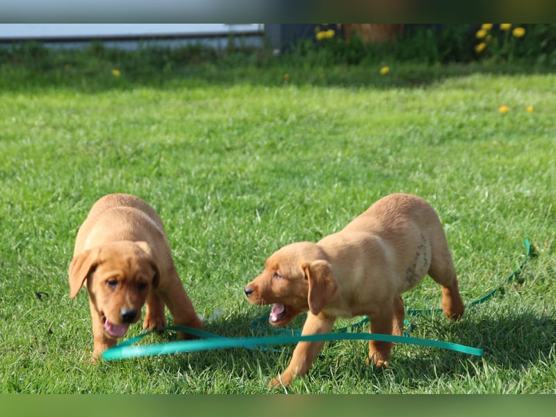 Labrador Welpen in foxred mit Ahnentafel