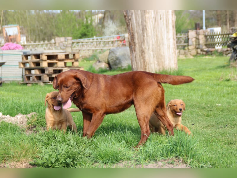 Labrador Welpen in foxred mit Ahnentafel