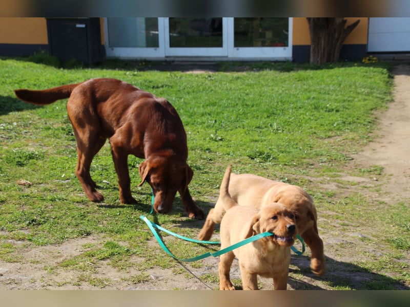 Labrador Welpen in foxred mit Ahnentafel