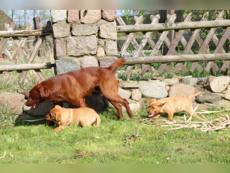 Labrador Welpen in foxred mit Ahnentafel