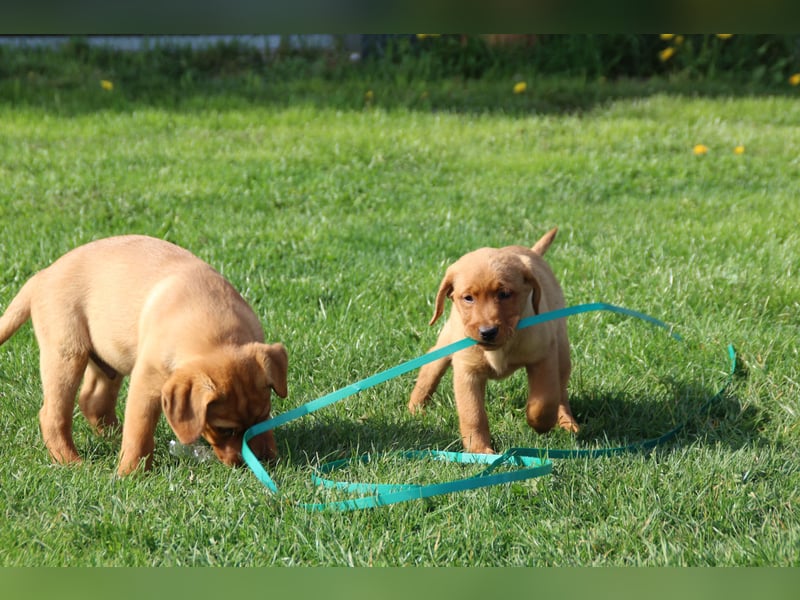Labrador Welpen in foxred mit Ahnentafel