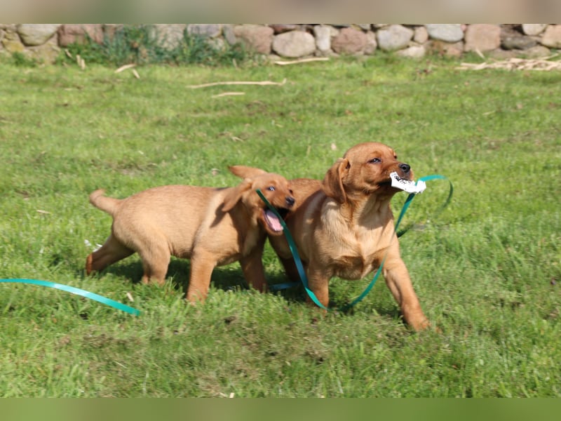 Labrador Welpen in foxred mit Ahnentafel