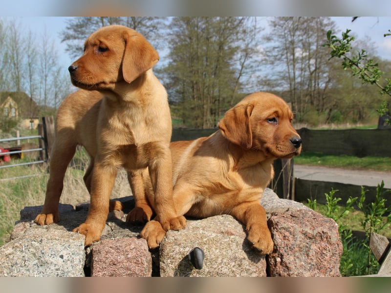Labrador Welpen in foxred mit Ahnentafel