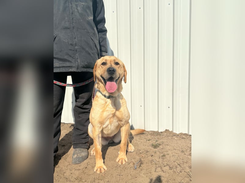 Maura - die schöne Labrador-Mix Dame sucht ein Zuhause!