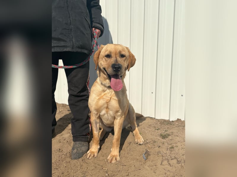 Maura - die schöne Labrador-Mix Dame sucht ein Zuhause!