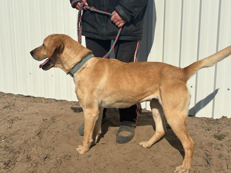 Maura - die schöne Labrador-Mix Dame sucht ein Zuhause!