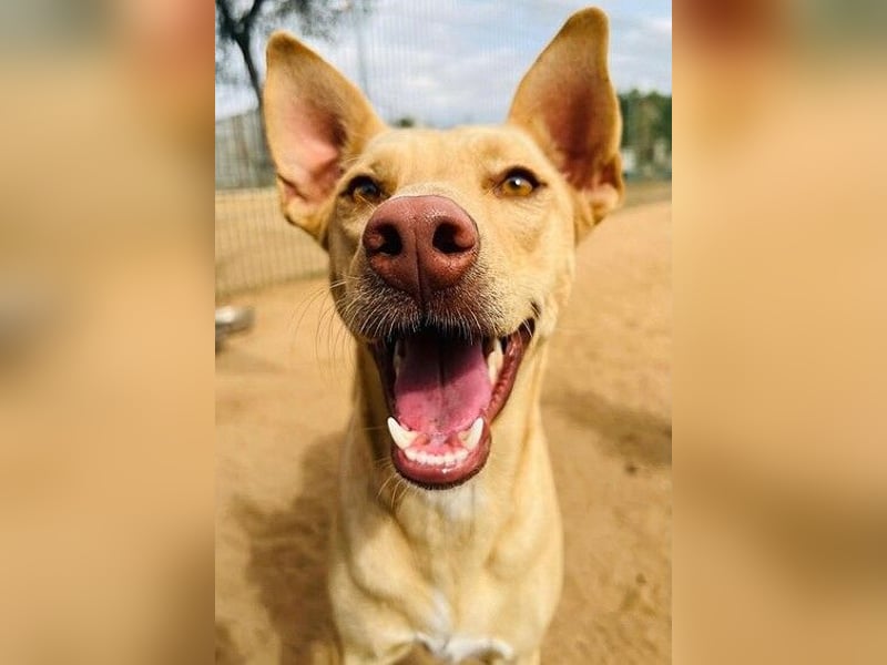 Avi 10/2021 (ESP) - aufgeschlossene und menschenbezogene Labrador-Podenco-Mix Hündin!