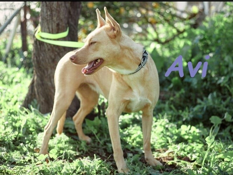 Avi 10/2021 (ESP) - aufgeschlossene und menschenbezogene Labrador-Podenco-Mix Hündin!