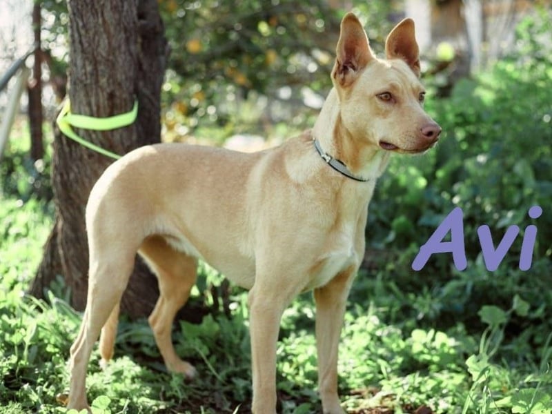 Avi 10/2021 (ESP) - aufgeschlossene und menschenbezogene Labrador-Podenco-Mix Hündin!