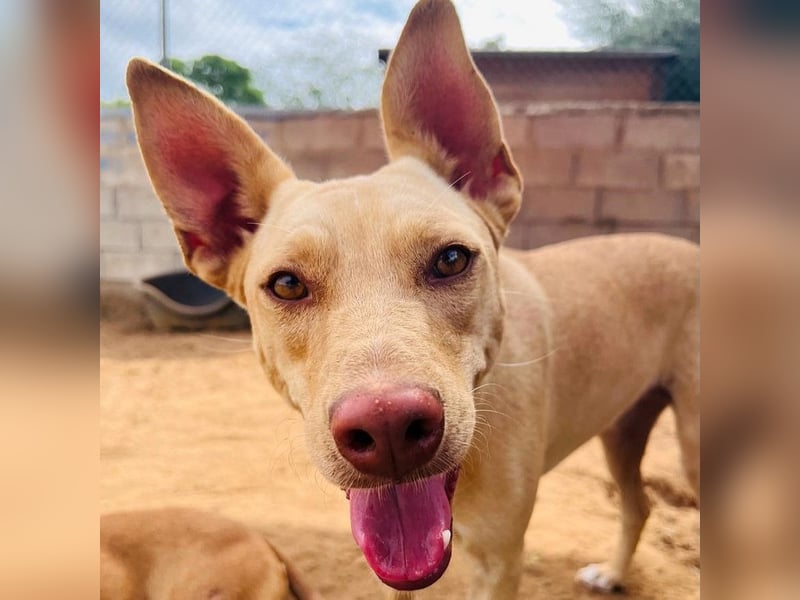 Avi 10/2021 (ESP) - aufgeschlossene und menschenbezogene Labrador-Podenco-Mix Hündin!