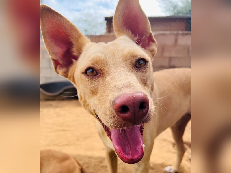 Avi 10/2021 (ESP) - aufgeschlossene und menschenbezogene Labrador-Podenco-Mix Hündin!
