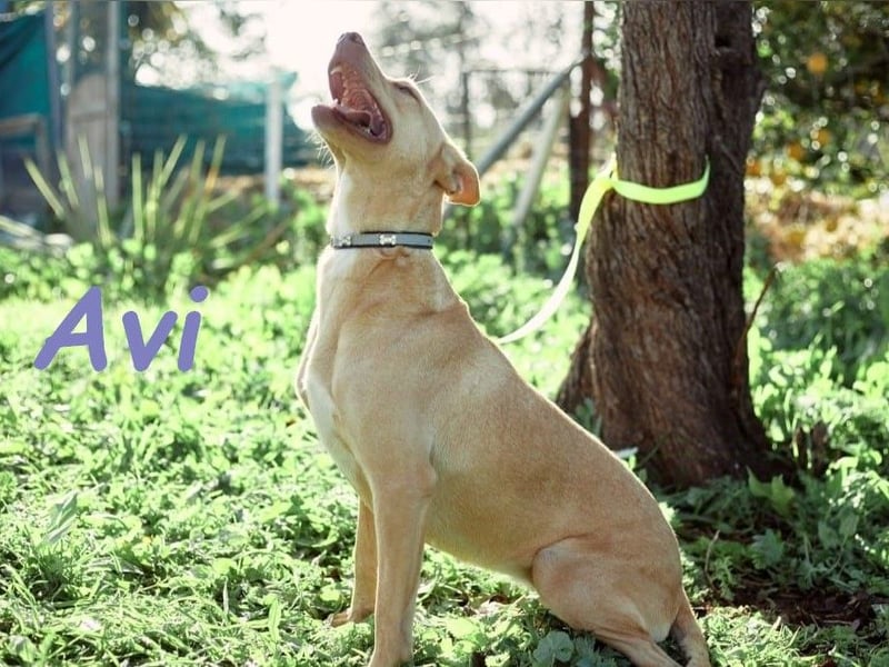 Avi 10/2021 (ESP) - aufgeschlossene und menschenbezogene Labrador-Podenco-Mix Hündin!
