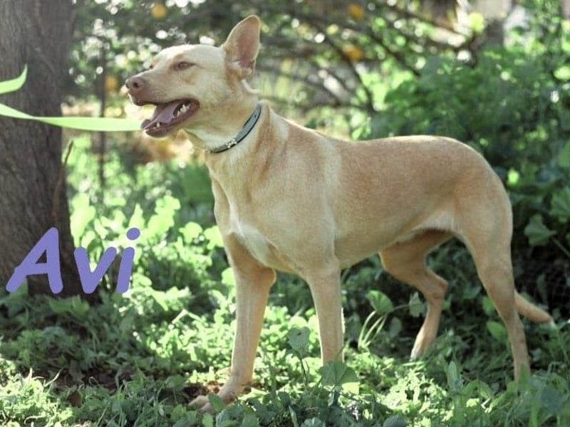 Avi 10/2021 (ESP) - aufgeschlossene und menschenbezogene Labrador-Podenco-Mix Hündin!