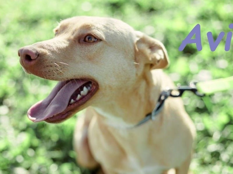 Avi 10/2021 (ESP) - aufgeschlossene und menschenbezogene Labrador-Podenco-Mix Hündin!